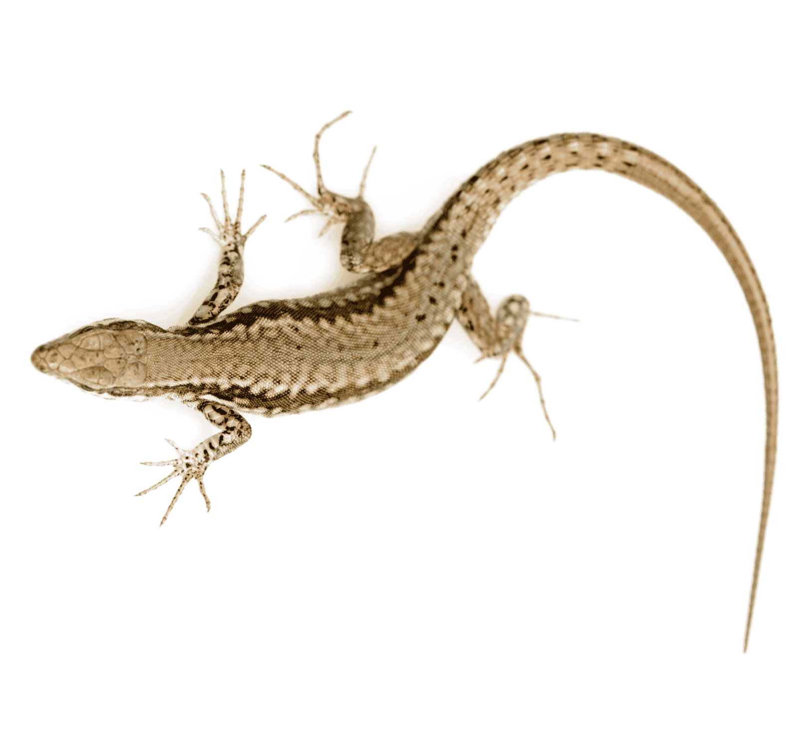 Experts in Pest Management