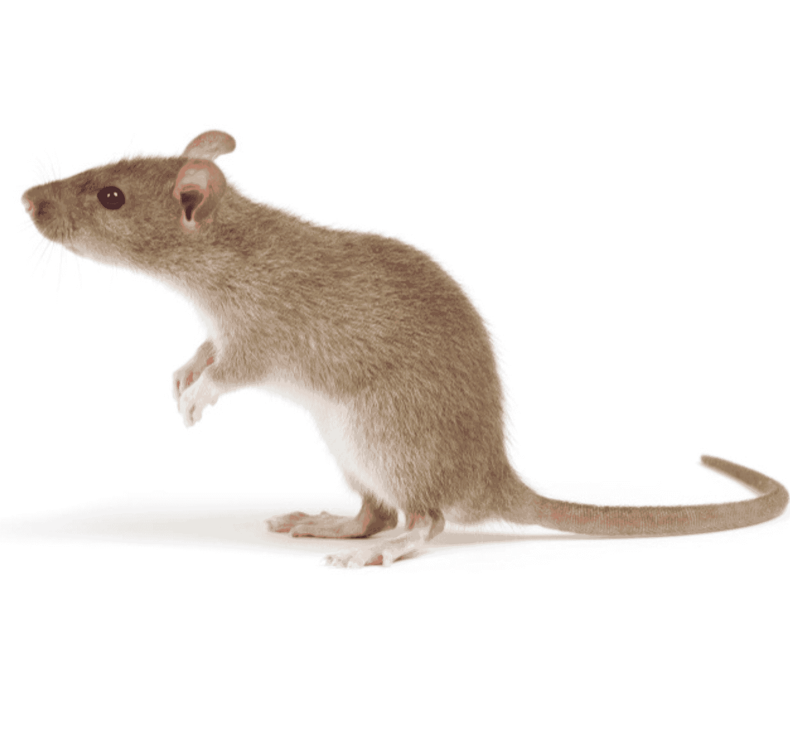 Experts in Pest Management