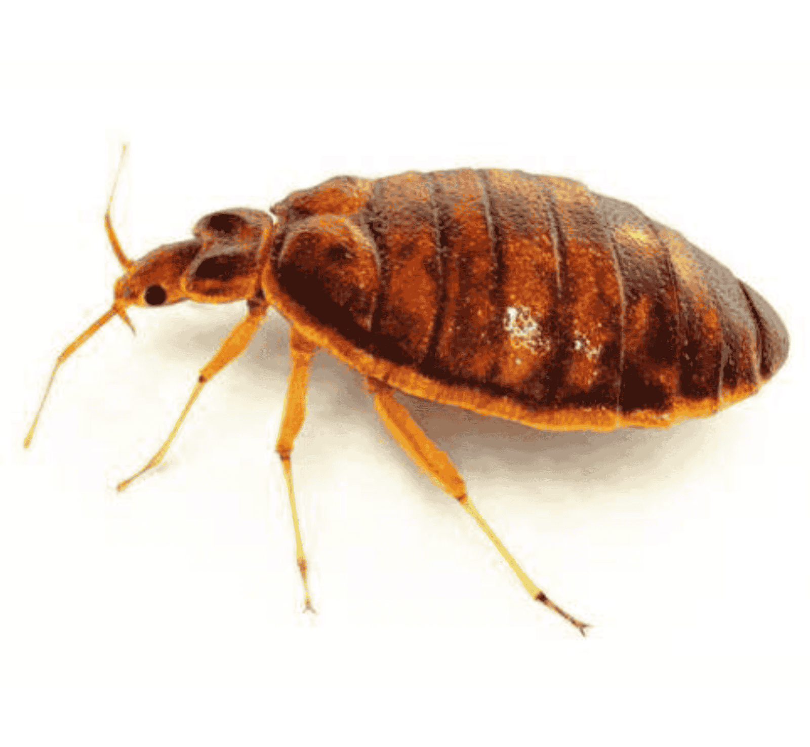 Experts in Pest Management